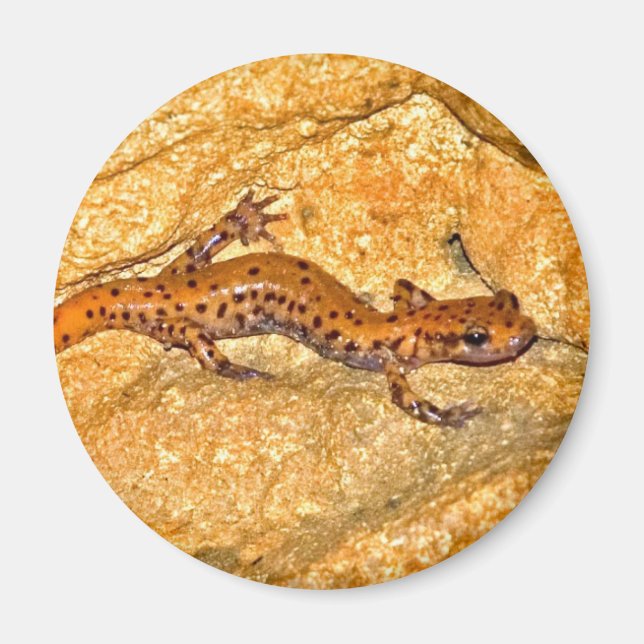 Imã Cave Salamander (Frente)