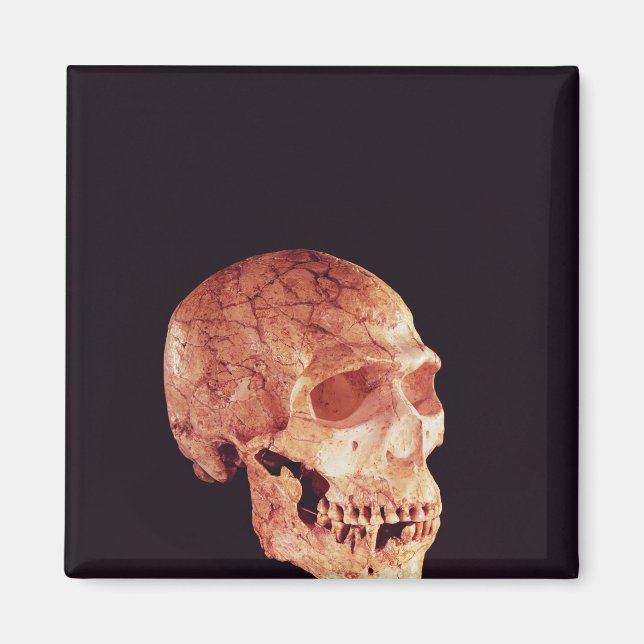 Imã Caveira Neandertal, descoberta no Monte Carmel (Frente)