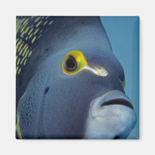 Imã Cayman Islands, Pomacanthus francês do Angelfish