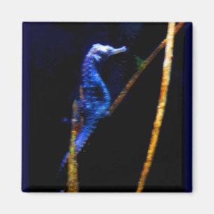 Imã CB azuis do cavalo marinho