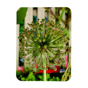 Ímã Cebola Ornamental