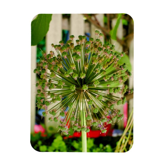 Ímã Cebola Ornamental (Vertical)