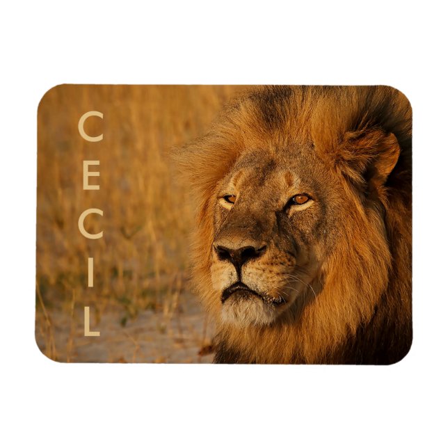 Ímã Cecil o Leão da África (Horizontal)