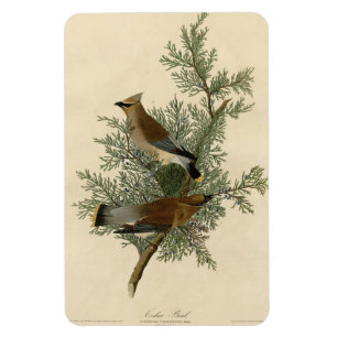 Ímã Cedar Bird, Cedar Waxwing Audubon Birds da América