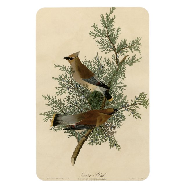 Ímã Cedar Bird, Cedar Waxwing Audubon Birds da América (Vertical)