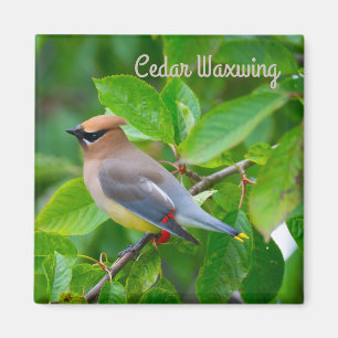 Imã Cedar Waxwing