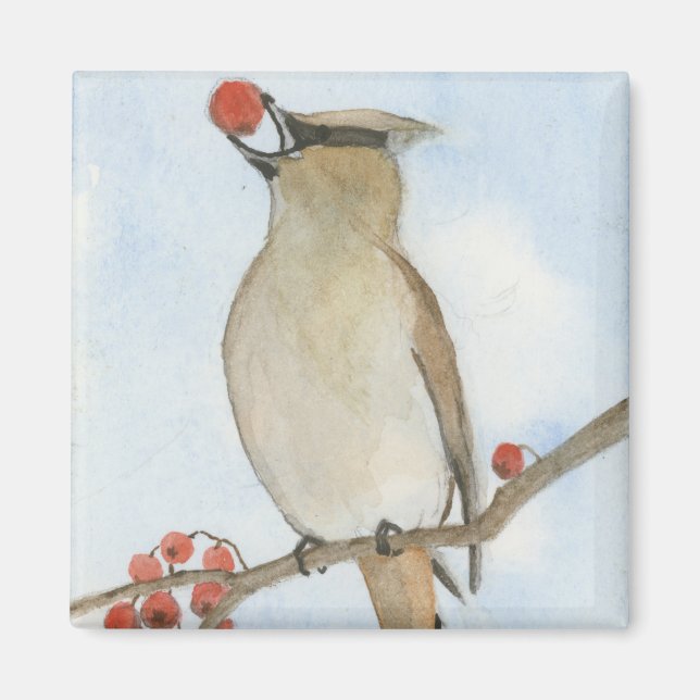 Imã Cedar Waxwing (Frente)