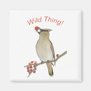Imã Cedar Waxwing