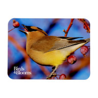 Cedar Waxwing