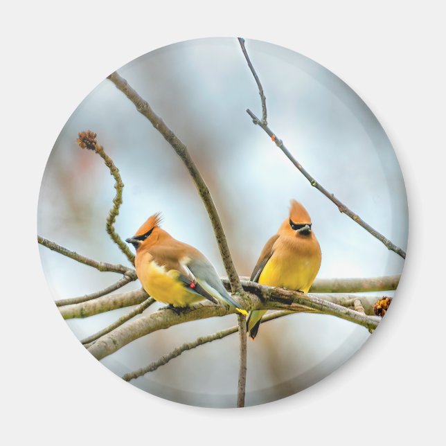 Imã Cedar Waxwing - Foto Original (Frente)