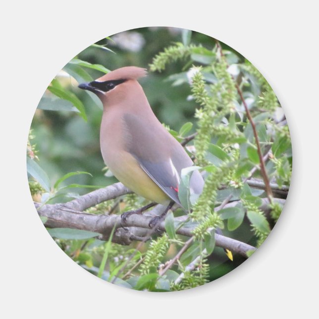 Imã Cedar Waxwing Magnet (Frente)
