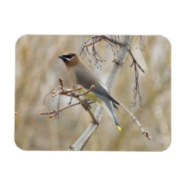 Ímã Cedar Waxwing Magnet