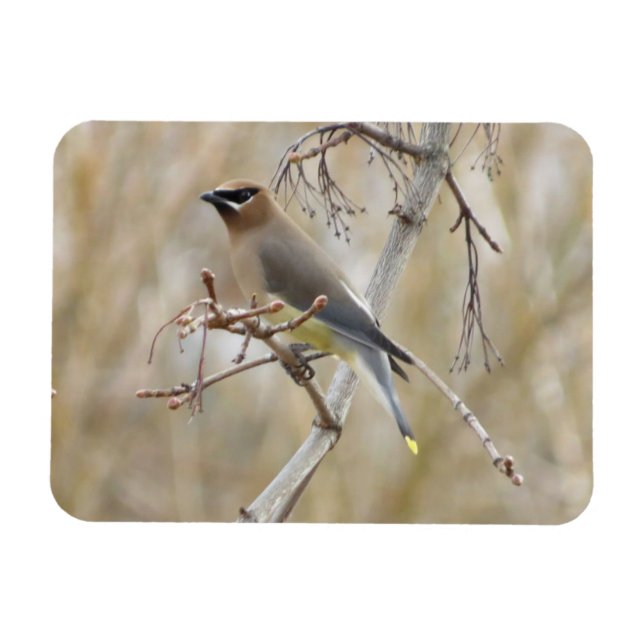 Ímã Cedar Waxwing Magnet (Horizontal)