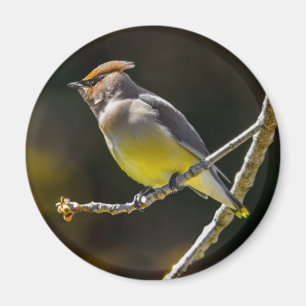 Imã Cedar Waxwing Songbird Original Foto de Pássaro Se