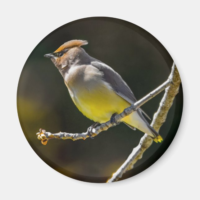 Imã Cedar Waxwing Songbird Original Foto de Pássaro Se (Frente)