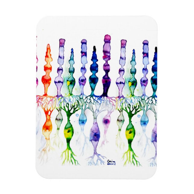 Ímã Células de cone e neurônio bipolar da retina (Vertical)