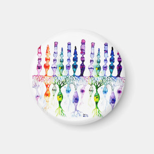 Imã Células de cone e neurônio bipolar da retina