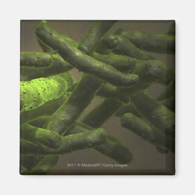 Imã Células micobacterianas da tuberculose (Frente)