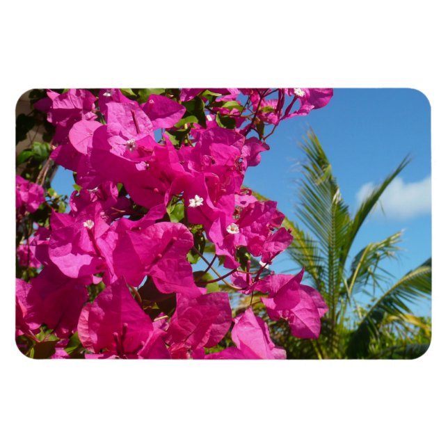 Ímã Cena da Natureza Tropical de Bougainvillea e Palm  (Horizontal)