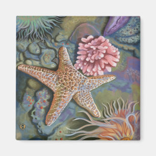 Imã Cena de MaineTidepool