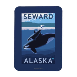 Ímã Cena de Seward, AlaskaOrca e Calf