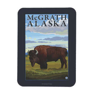 Ímã Cena do bisonte - McGrath, Alaska