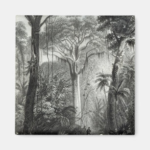 Imã Cena em uma floresta brasileira gravada perto