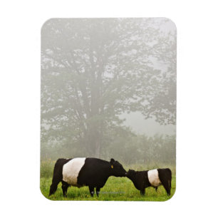 Ímã Cena enevoada da vaca cercada de Galloway que sere