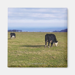Imã Cena pastoral das vacas na negligência do campo