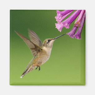 Imã Cenário bonito da natureza do colibri