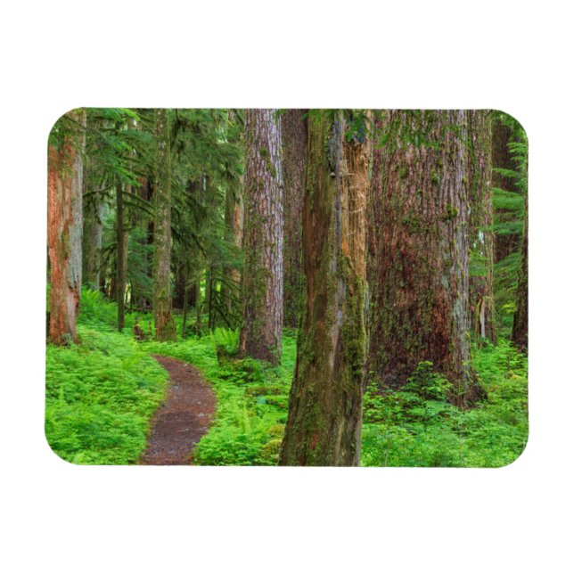 Ímã Cenário de floresta primária (Horizontal)