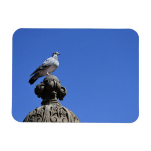Ímã Central Park Pigeon Blue Sky Nova Iorque Pird