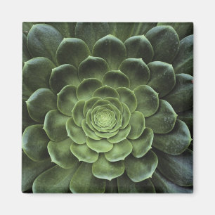 Imã Centro de Cactus