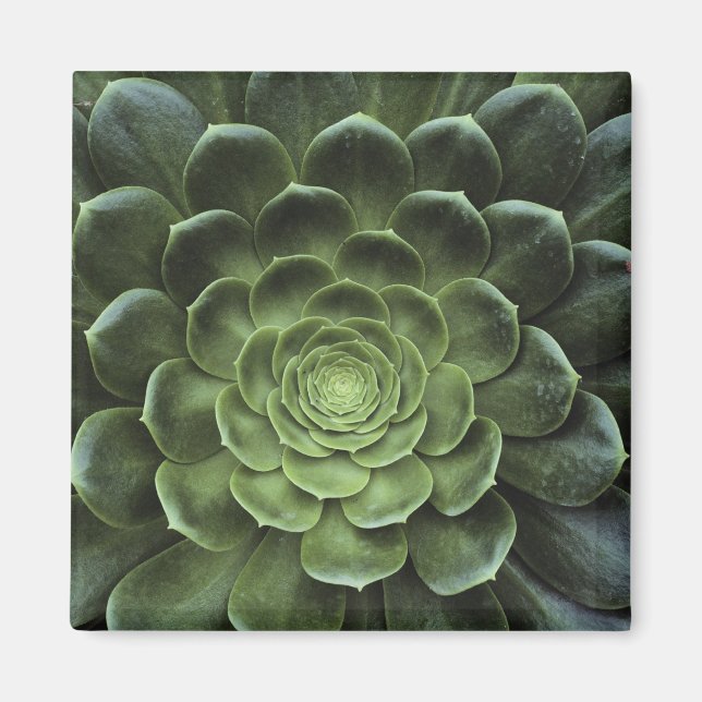 Imã Centro de Cactus (Frente)