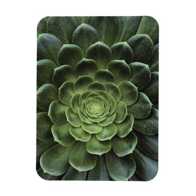 Ímã Centro de Cactus (Vertical)