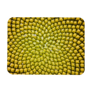Ímã Centro de Girassol gigante (Helianthus annuus)