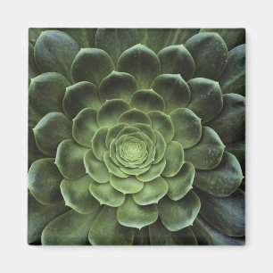 Imã Centro do cacto