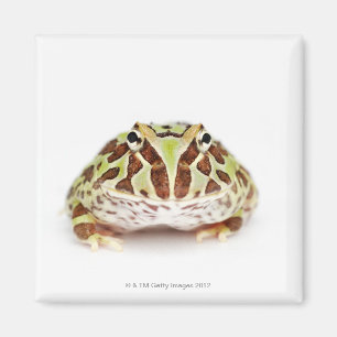 Imã Ceratophrys Cranwelli, o sapo Horned de Cranwell,