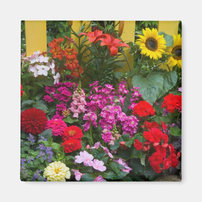 Imã Cerca de estacas amarelas com jardim de flores em (Frente)