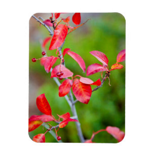 Ímã Cereja Virgínia (Prunus Virginiana) no Outono