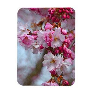 Ímã Cerejeira rosa floresce