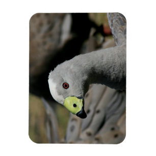Ímã Cereopsis novaehollandiae ou Cape Barren Goose