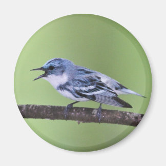 Imã Cerulean Warbler