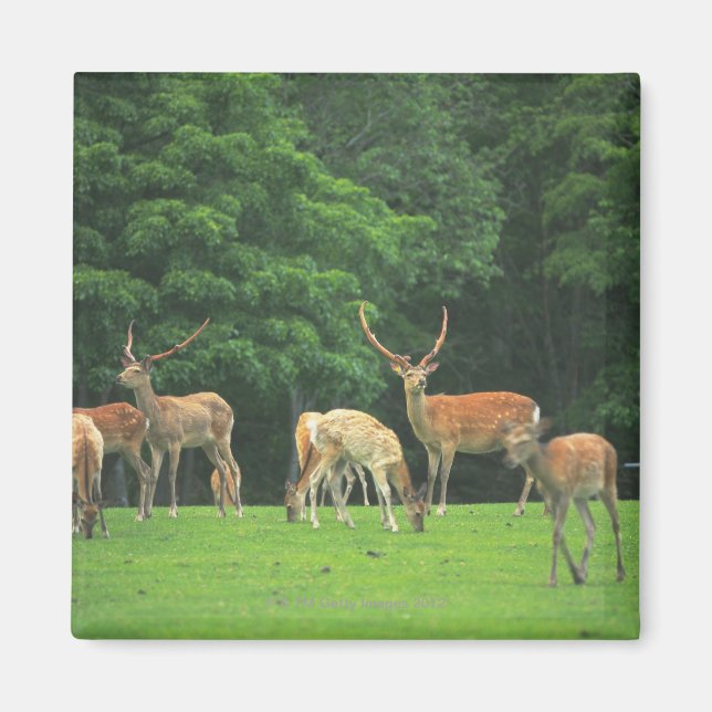 Imã Cerveja Sika em pé na clareira (Frente)