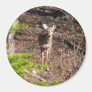 Imã Cervo Adorável na Fotografia da Natureza da Flores