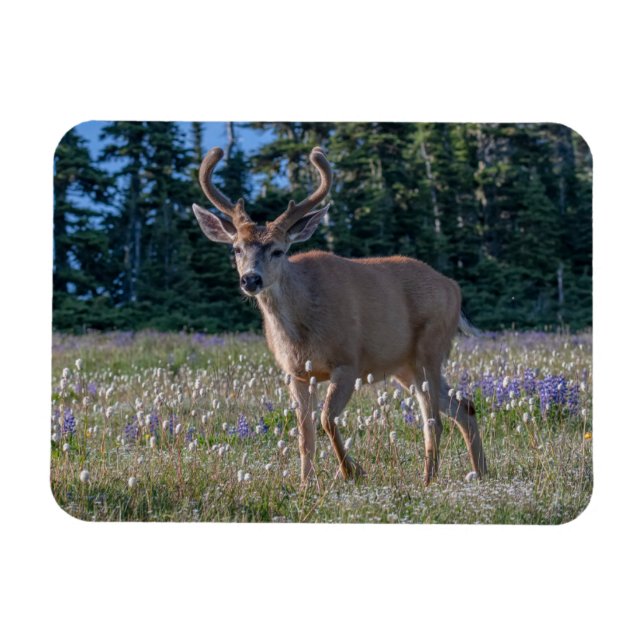 Ímã Cervo-de-cauda-preta-macho | Parque Nacional Olímp (Horizontal)