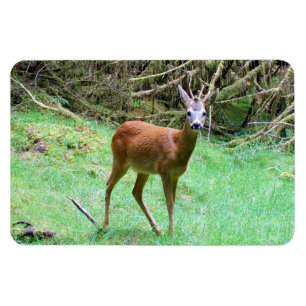 Ímã Cervo macho impressionante em alerta em ambiente f