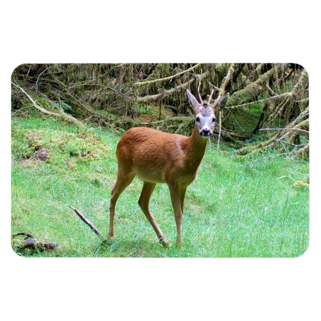 Ímã Cervo macho impressionante em alerta em ambiente f (Horizontal)