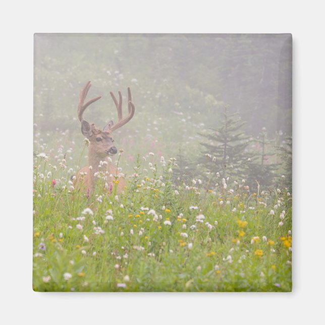 Imã Cervo Macho | Parque Nacional Mount Rainier (Frente)