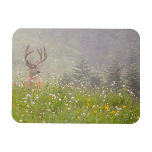 Ímã Cervo Macho   Parque Nacional Mount Rainier